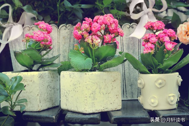 《绿山墙的安妮》读书笔记450字,绿山墙的安妮读书笔记250字