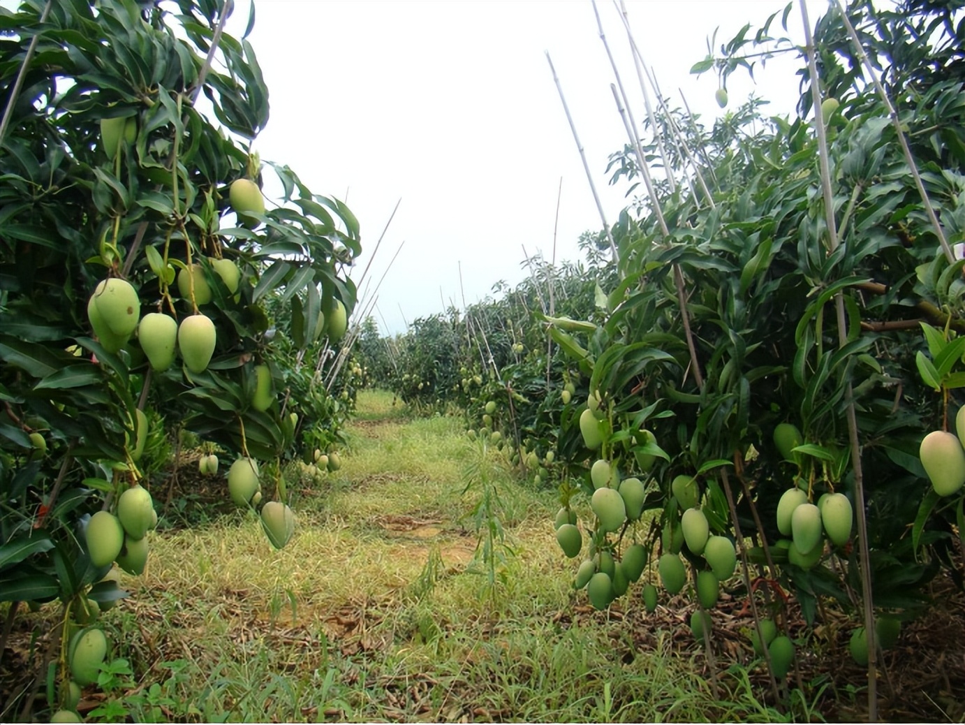 我村有好货|右江河谷夏正“芒”