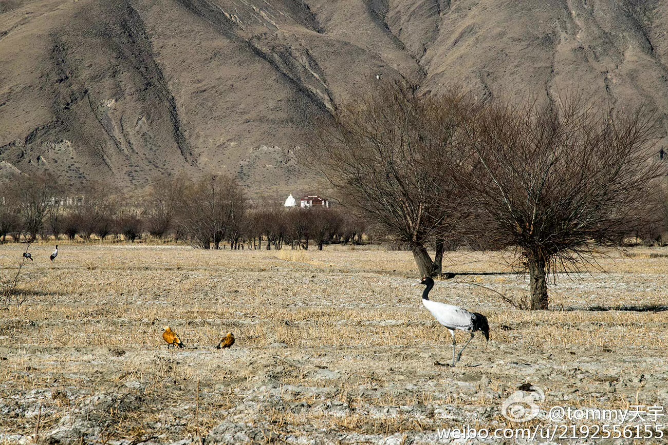 为什么我劝你一定要在冬天去西藏,冬天去西藏还是夏藏好