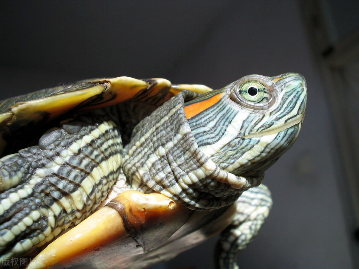 巴西龟突然不吃饭,为什么巴西龟刚买回来不吃东西啊