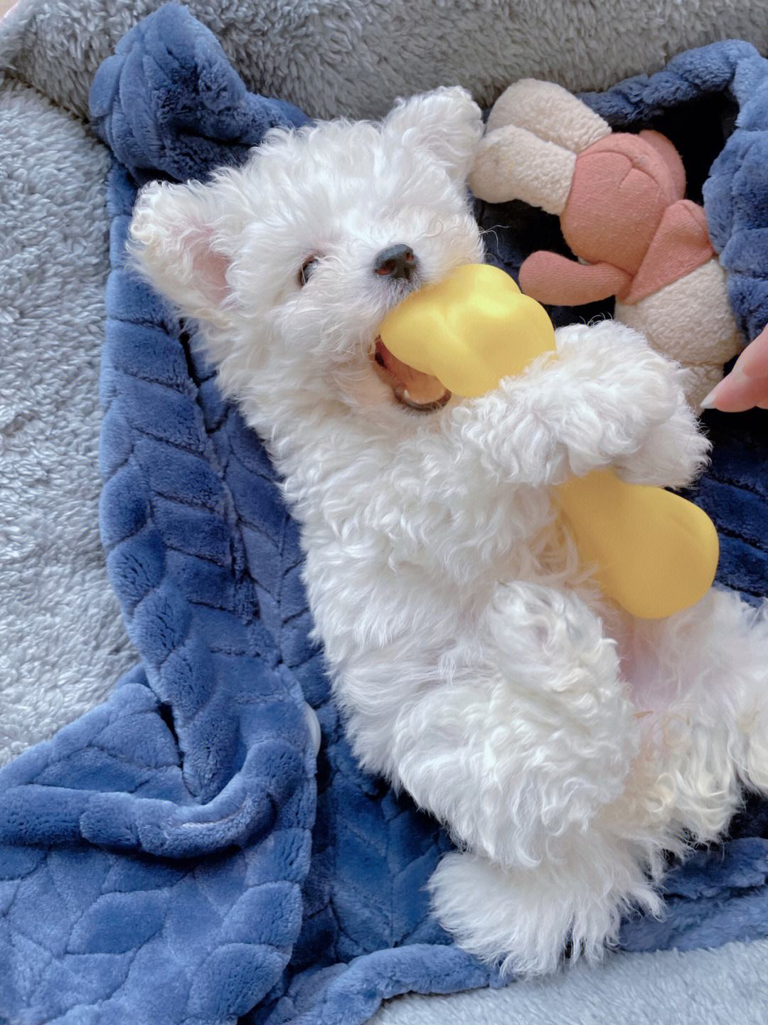 养比熊10大忌比熊犬的优缺点,小体比熊与标体比熊哪个好养