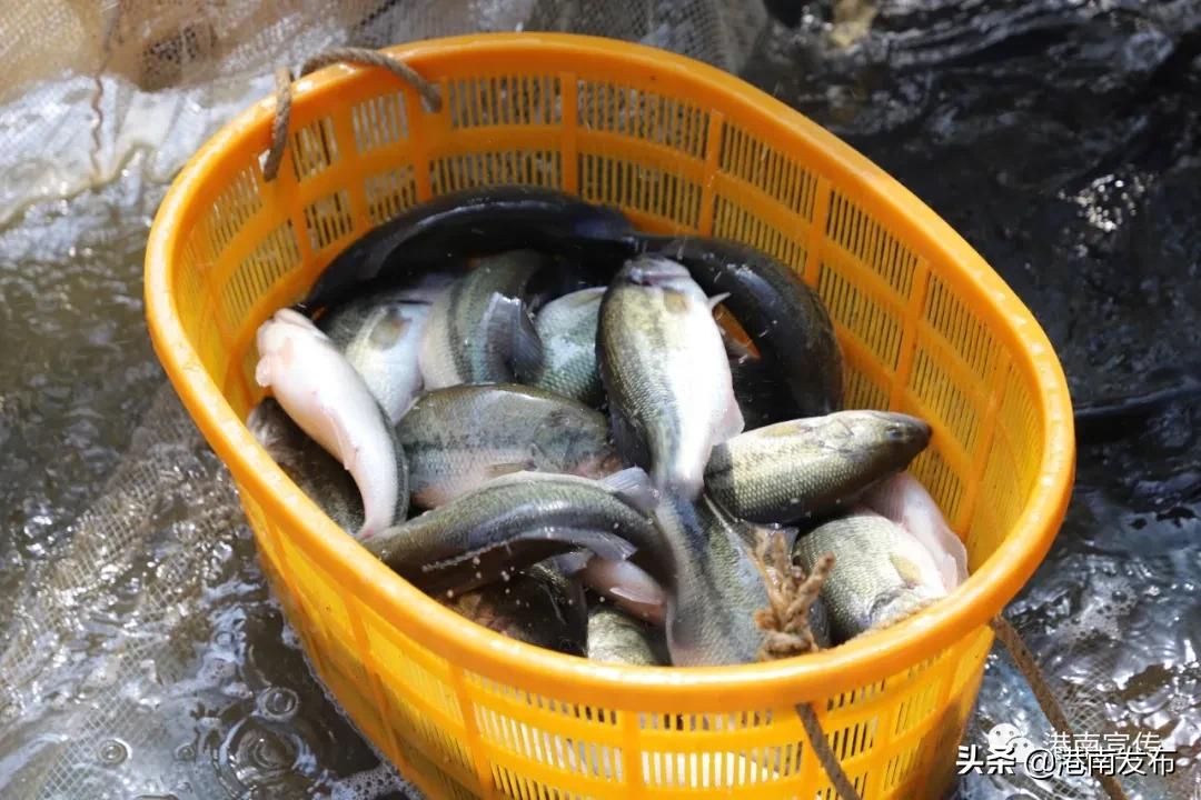 圆桶养殖新模式,致富经圆桶养鱼新模式技术视频