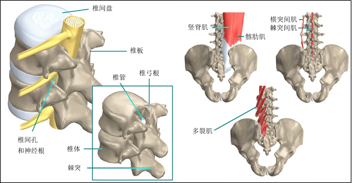医学科普腰痛的原因 (健康医学科普知识腰痛)