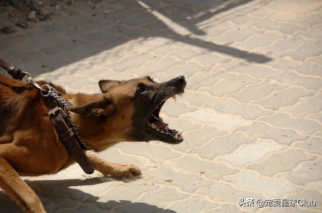 小柯基和金毛打架,小柯基大型阿拉斯加打架