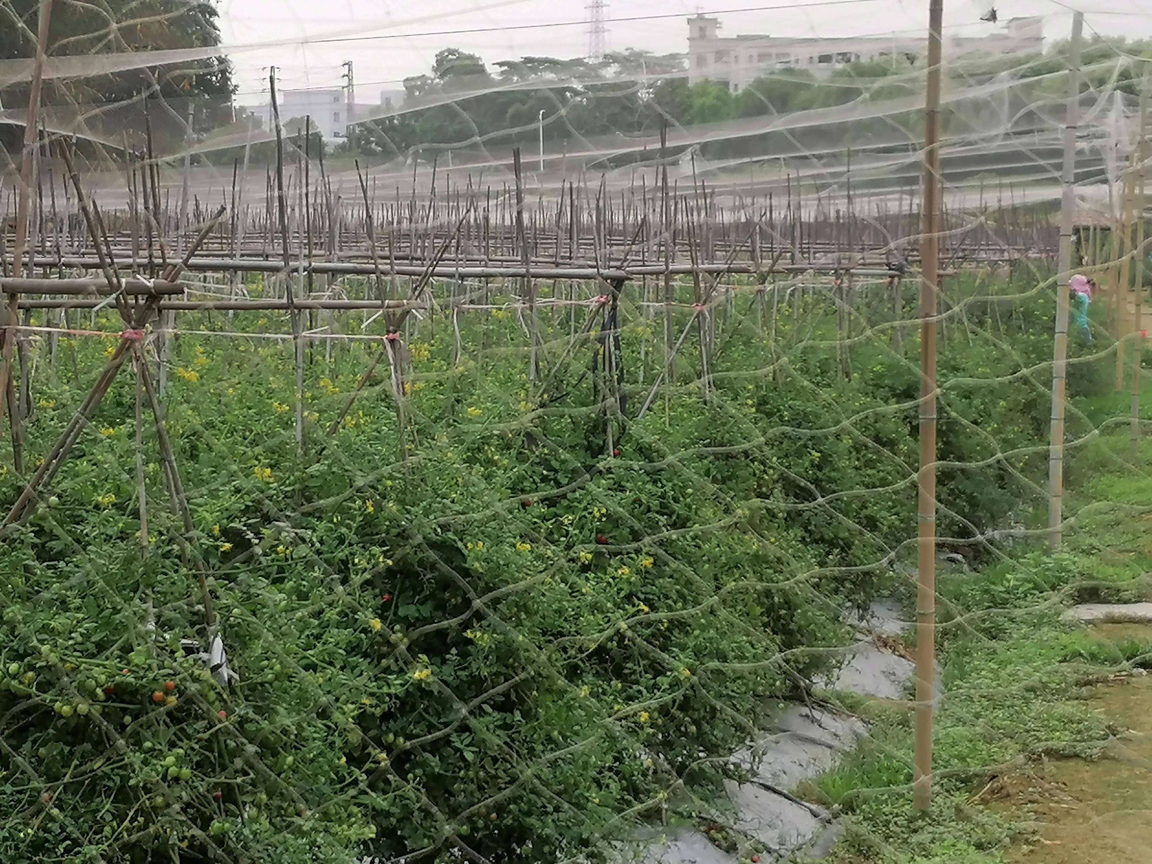 深圳观澜版画村景点,深圳十大客家古村落打卡甘坑古镇