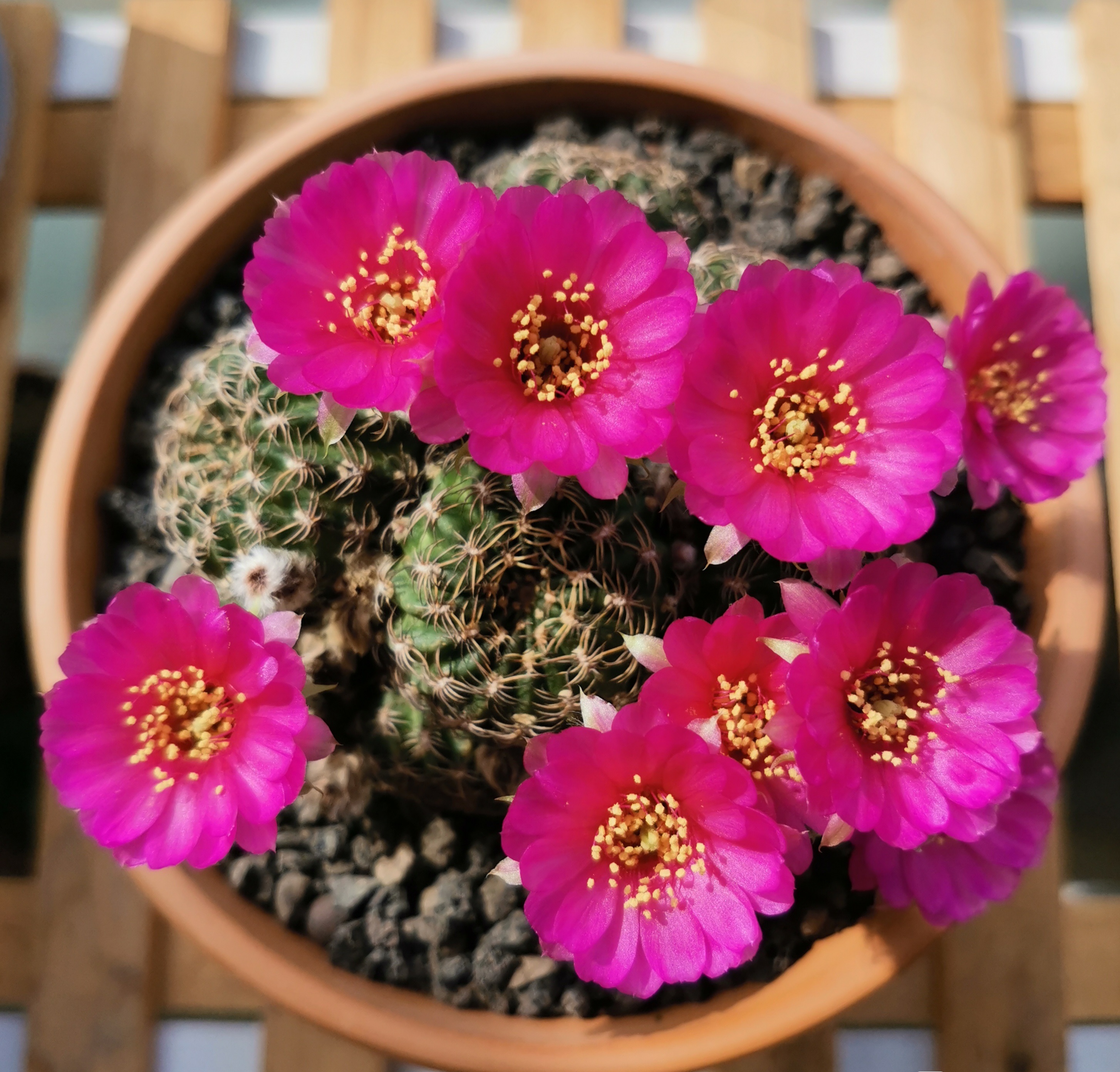 喜欢养仙人球，就选“阳春丸”，颜值高，好打理，每年开花好多次