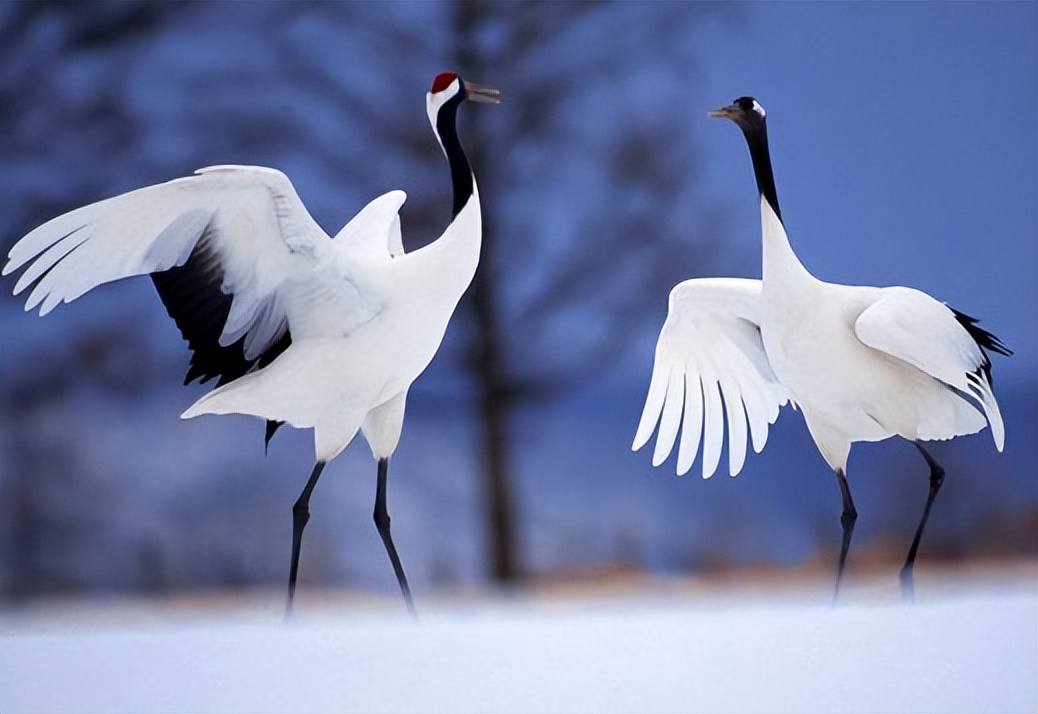 老人过寿送牌匾上的啥画好,家里的长辈过寿应该送什么样的画