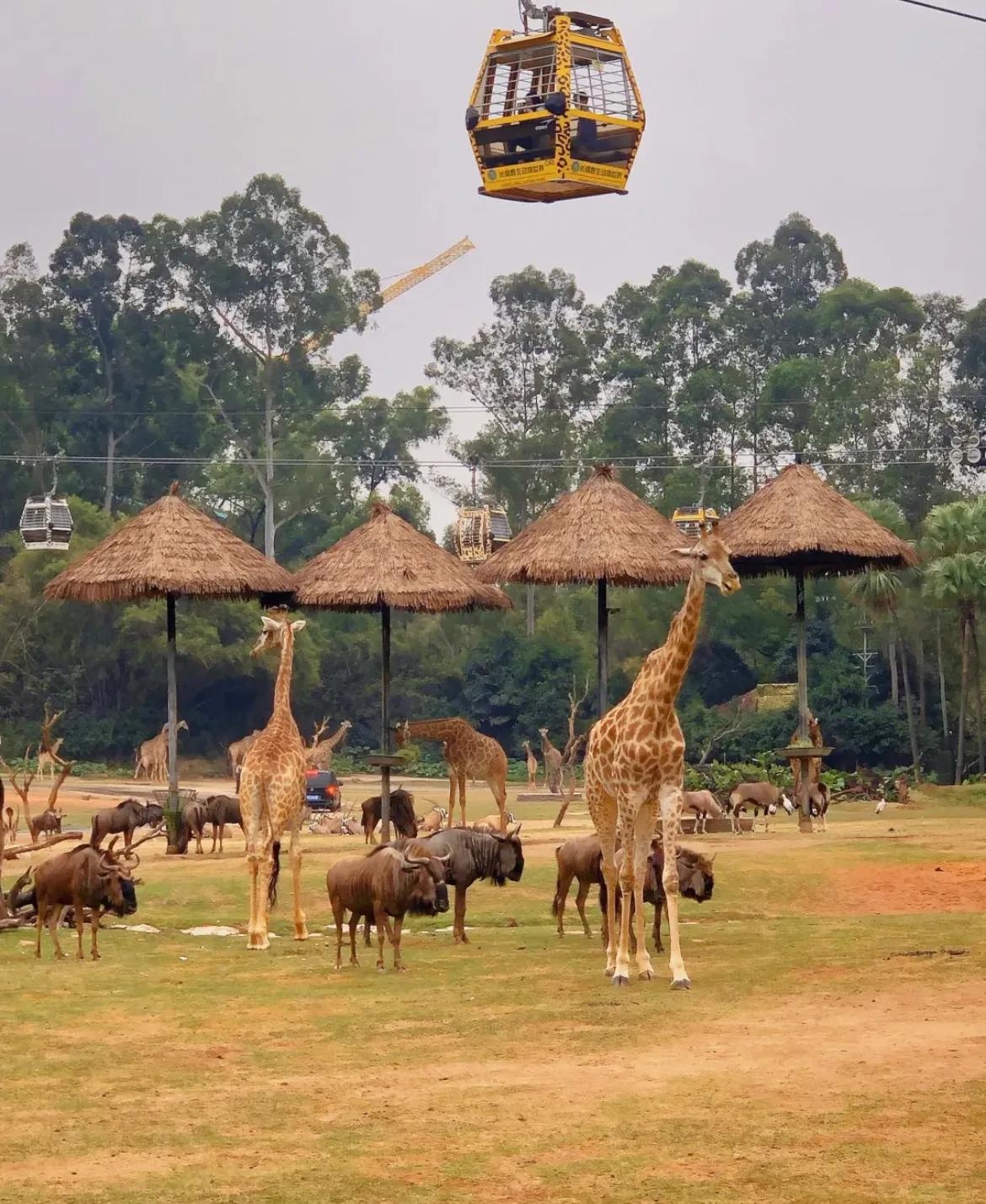 香江野生动物园和长隆野生动物园,广州长隆野生动物园可以开车进吗