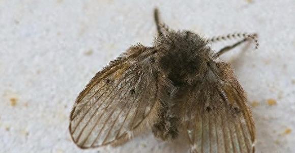 卫生间小虫子蛾蠓有什么危害,卫生间里的蛾蠓怎么治理