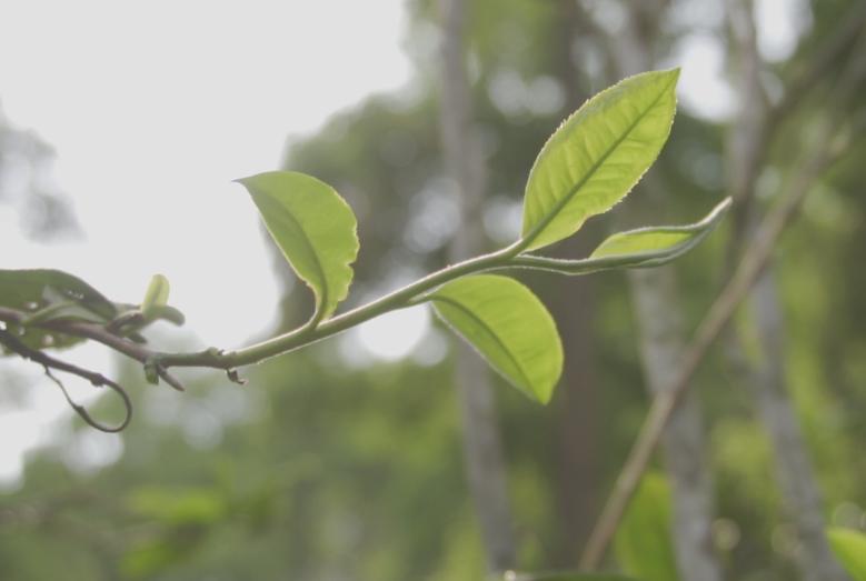 普洱茶应该用什么来存放最好,什么是好的普洱茶存放方法和条件