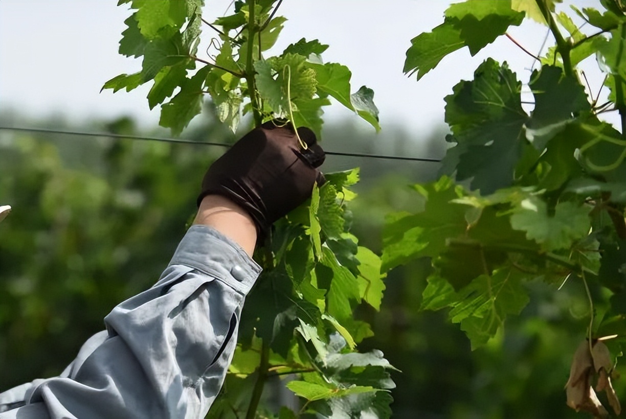 法国葡萄酒酿制教程全过程,正确的葡萄酒酿制方法是什么