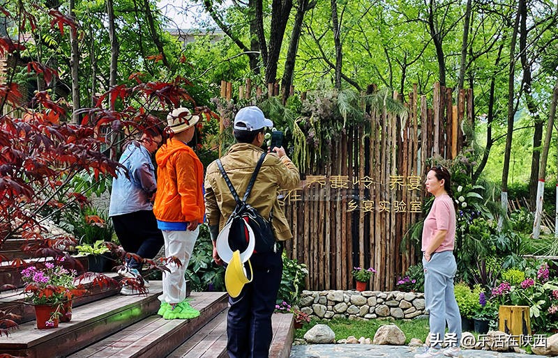 蓝田荞麦花海和高山草甸,西安荞麦花海旅游