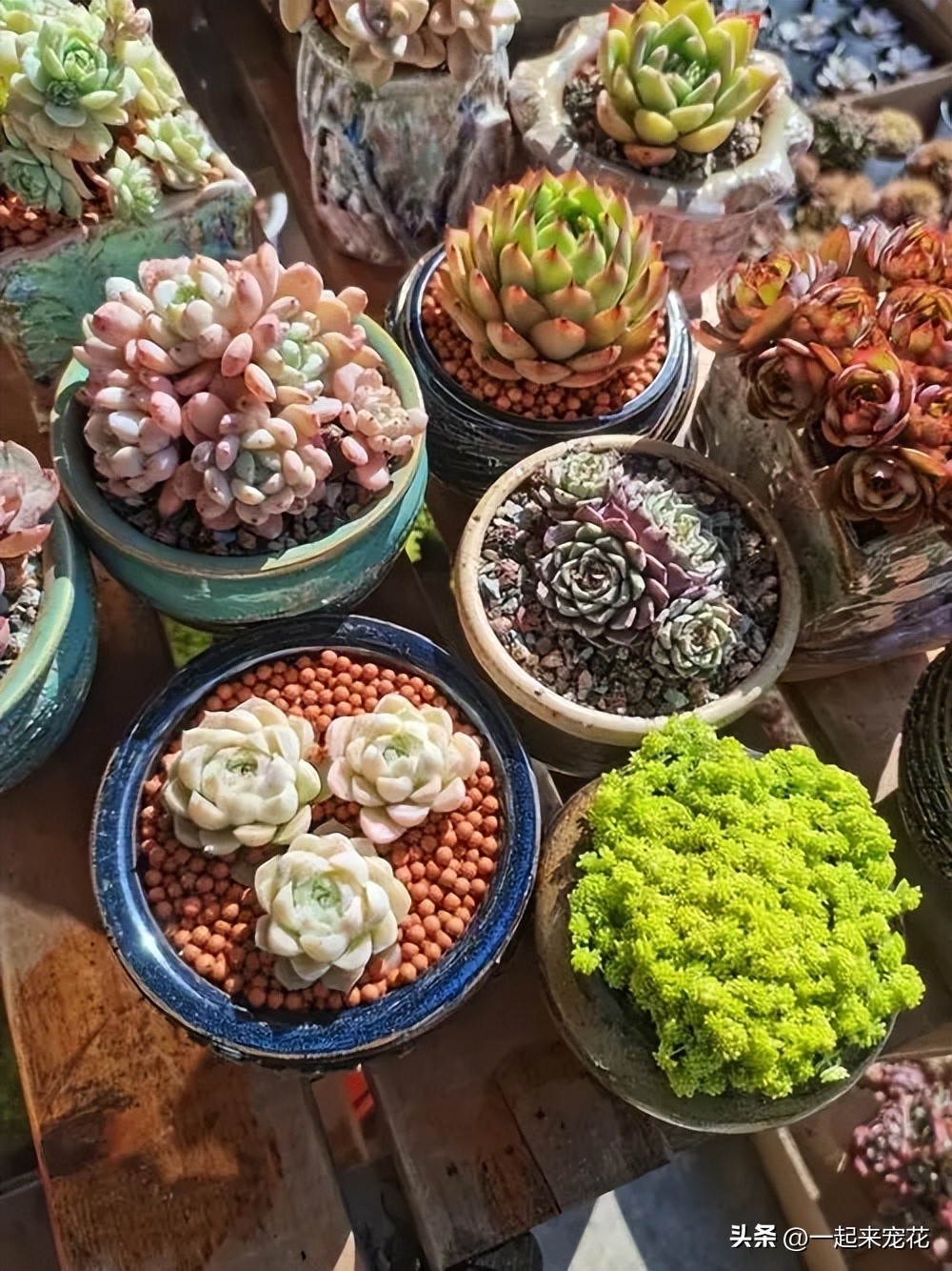 最适合室内养的十种花有哪些,4种花适合新手养漂亮好养