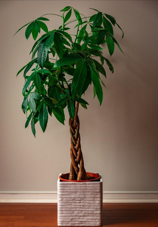 摆放客厅十种最旺气的花,家中客厅财位摆放什么最招财聚财