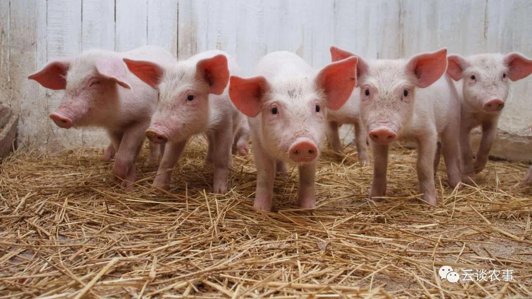 母猪的产后护理小说,母猪的产后护理书籍