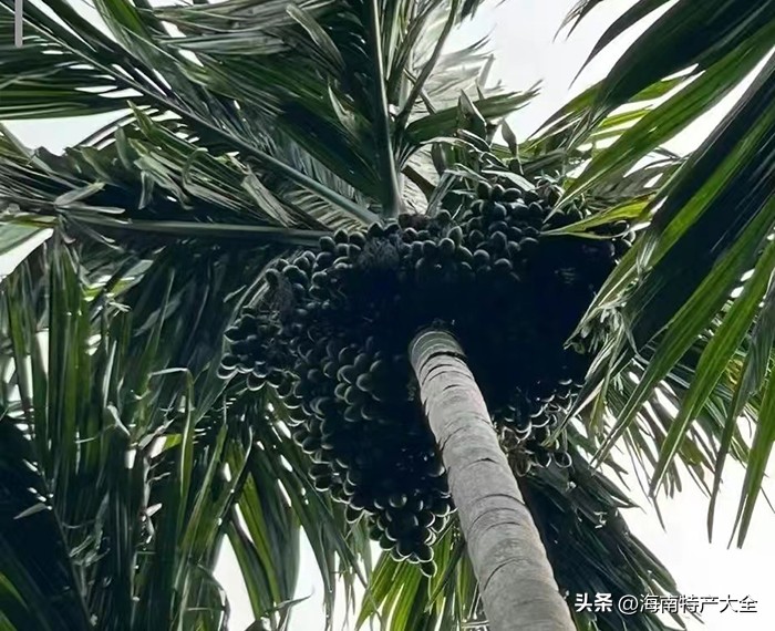 海南槟榔生果价格今报,2021年2月3日海南槟榔价格