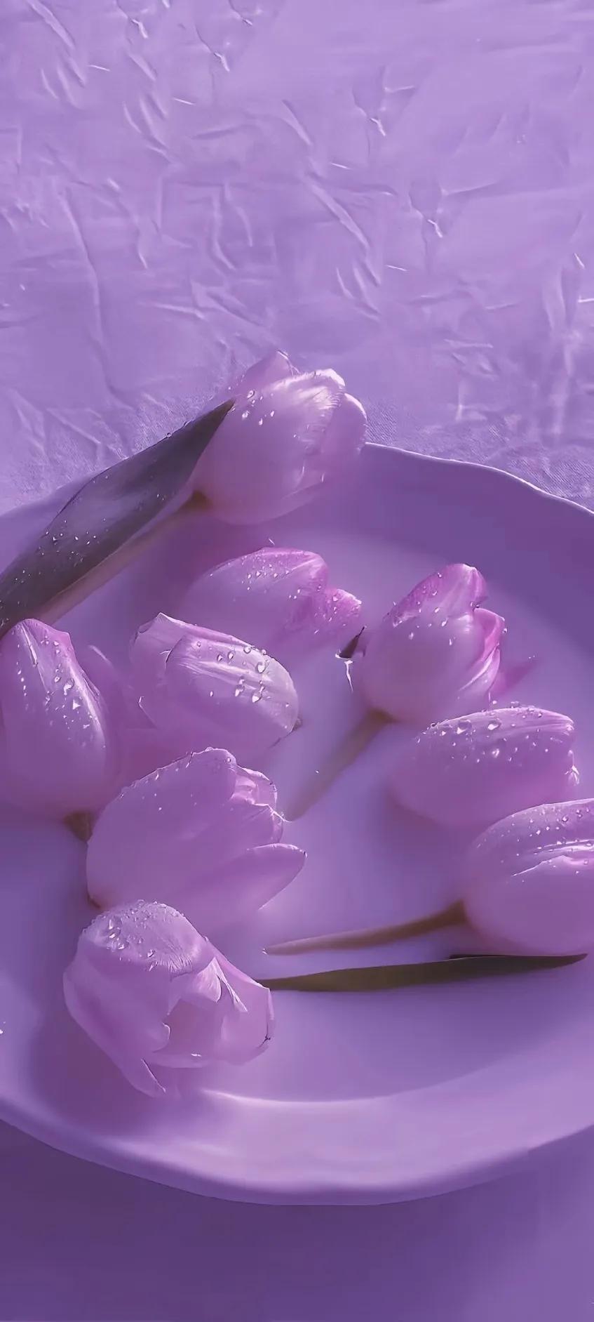 紫色异域风情古风,情调紫色