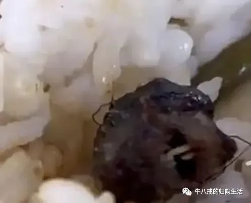 指鼠为鸭这是个新成语吗,指鼠为鸭是要进入成语词典了吗