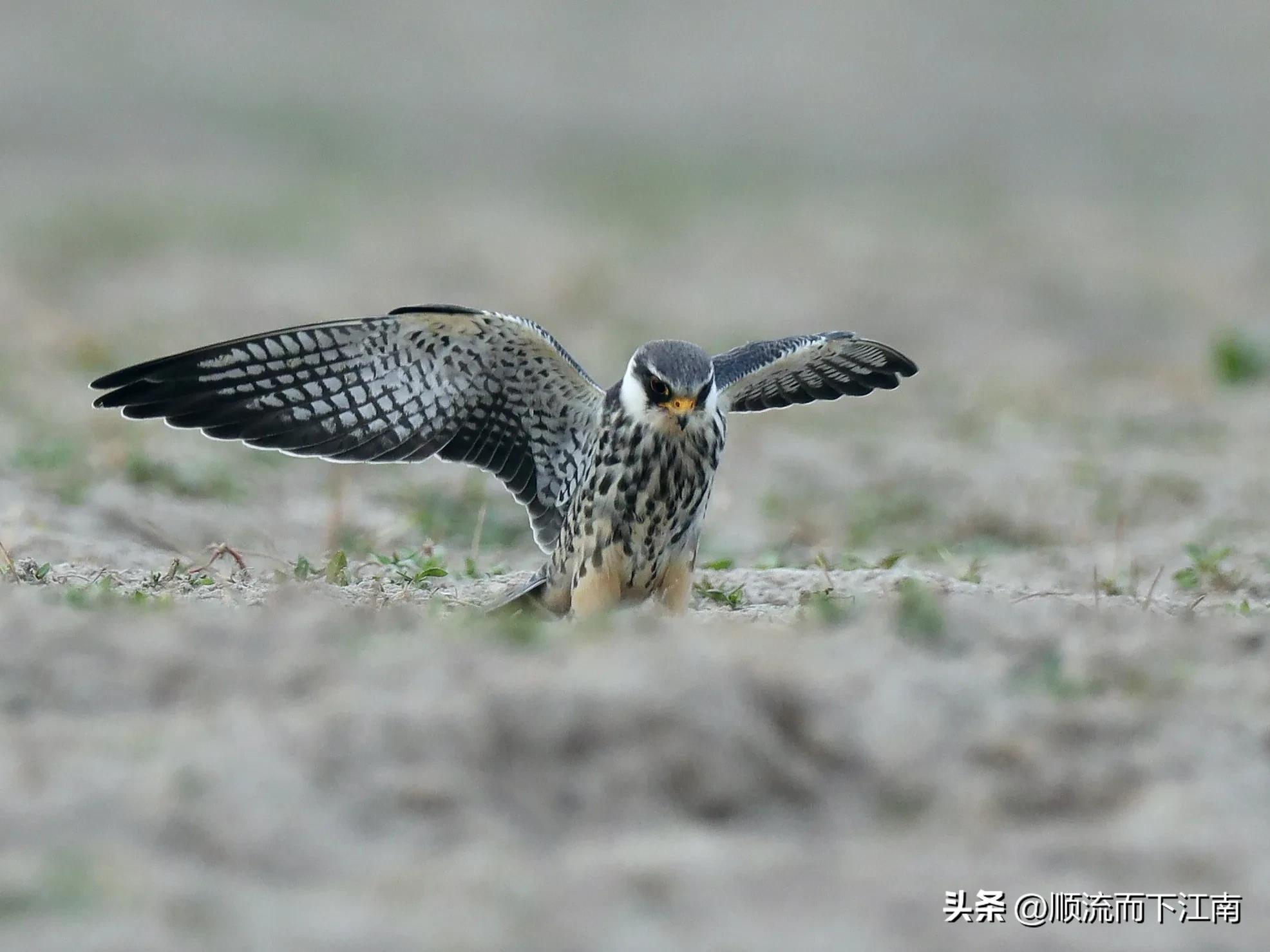 红脚隼叫声,红脚隼