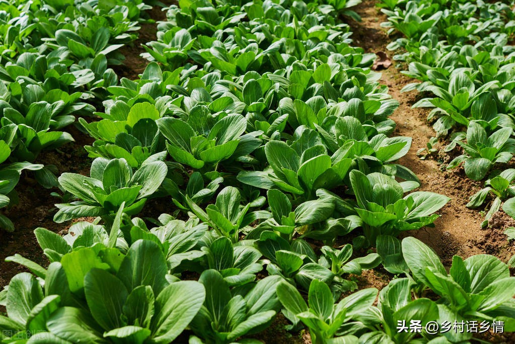 如何清除菜地里的蜗牛和鼻涕虫,蔬菜鼻涕虫与蜗牛如何防治