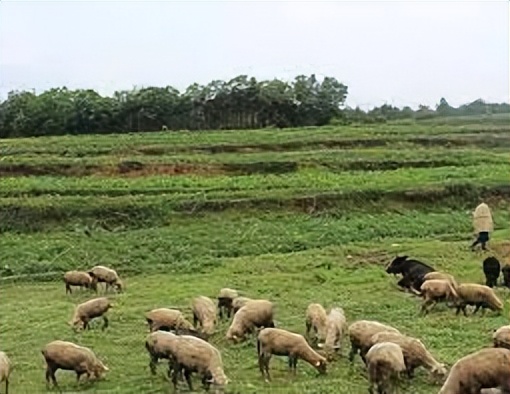 日企在山东租良田1500亩造就的“朝日农场”，五年不种有何居心？