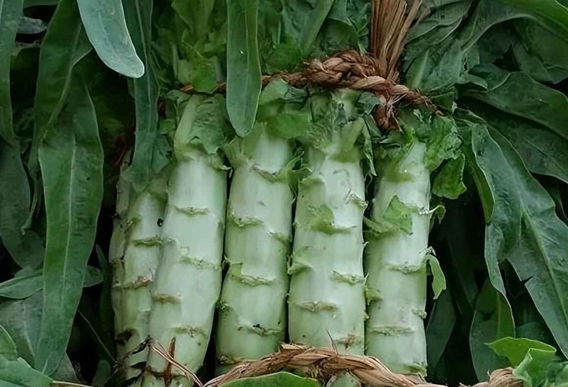 春天6道降火菜吃完五脏都滋润了,中老年人夏天吃什么食材好