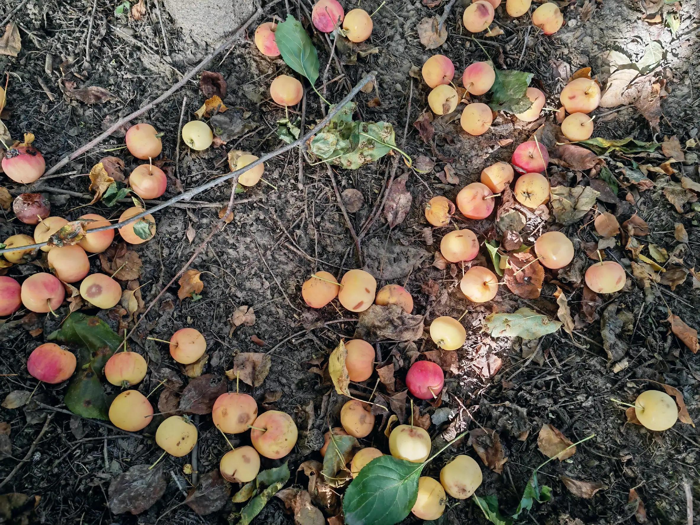 沙果——割不断的乡愁之五