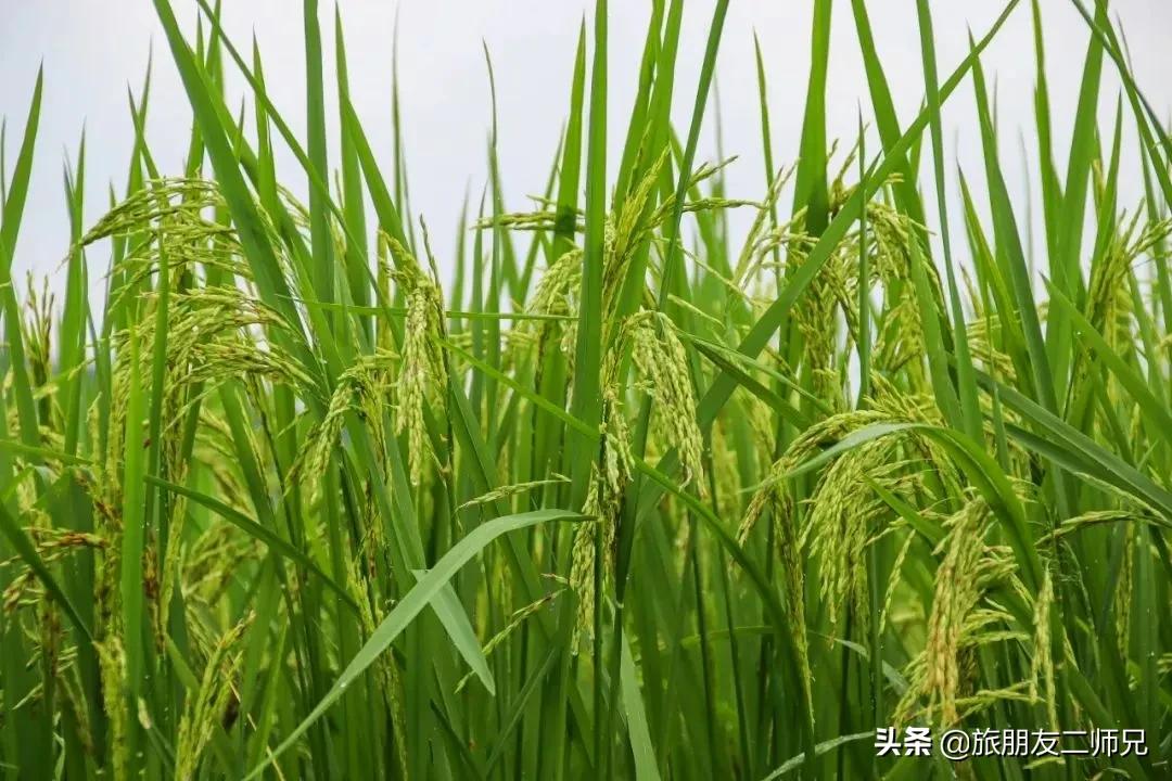 南平静修小镇凤溪玩水,南平静修小镇凤溪玩水区订票