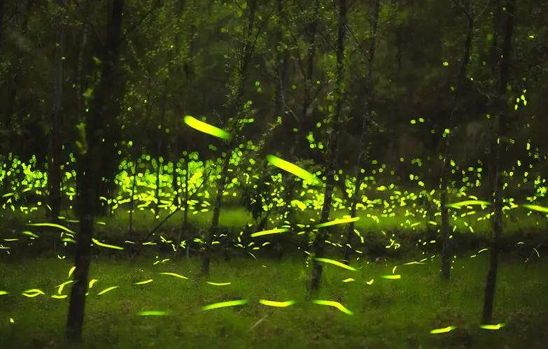 萤火虫夏夜唯美诗句,最美的夜景古诗词