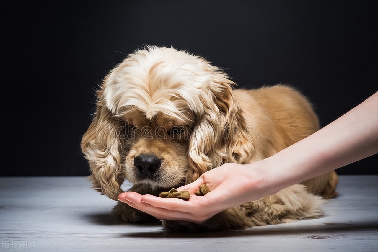 为啥现在的狗越来越难养,成年后的狗子还能养好吗