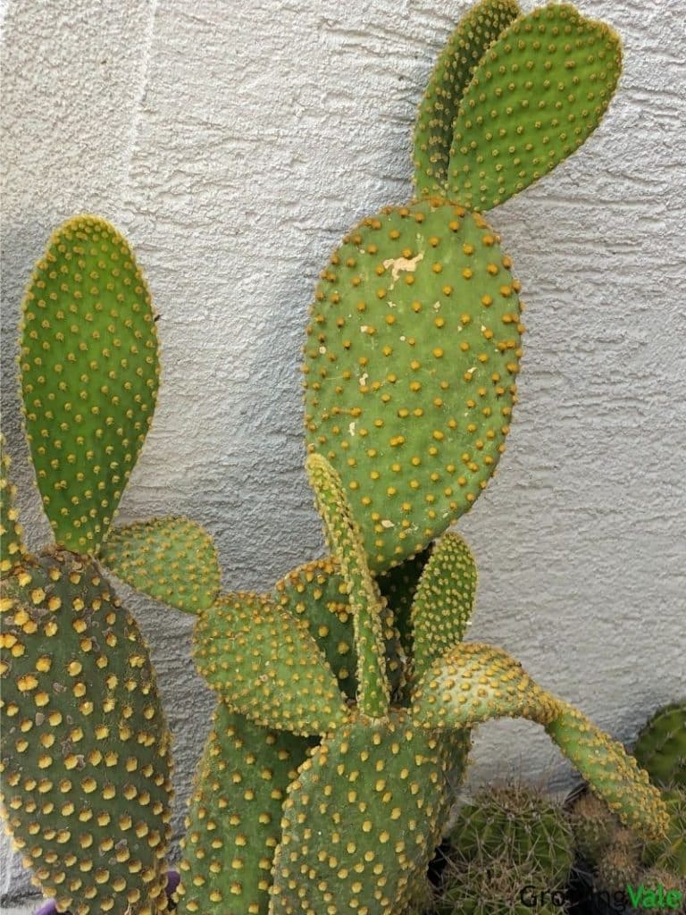 28种不同类型的仙人掌植物,多种品种仙人掌如何栽种