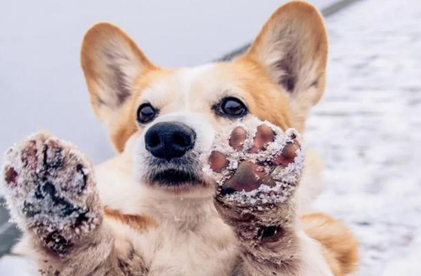 狗狗爪垫肿了咋回事,狗狗爪子肉垫冷知识