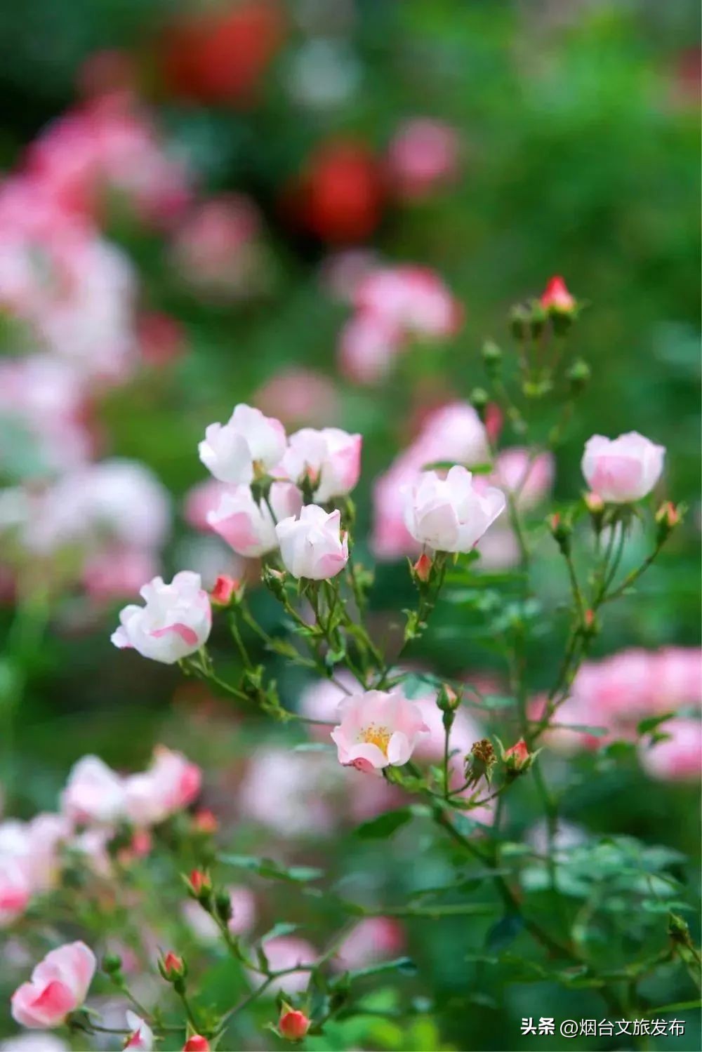 烟台值得去的公园,烟台旅游指南探索烟台最美景点