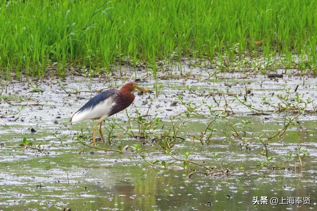 流“莲”忘返！来南桥这些地方邂逅夏天的浪漫→
