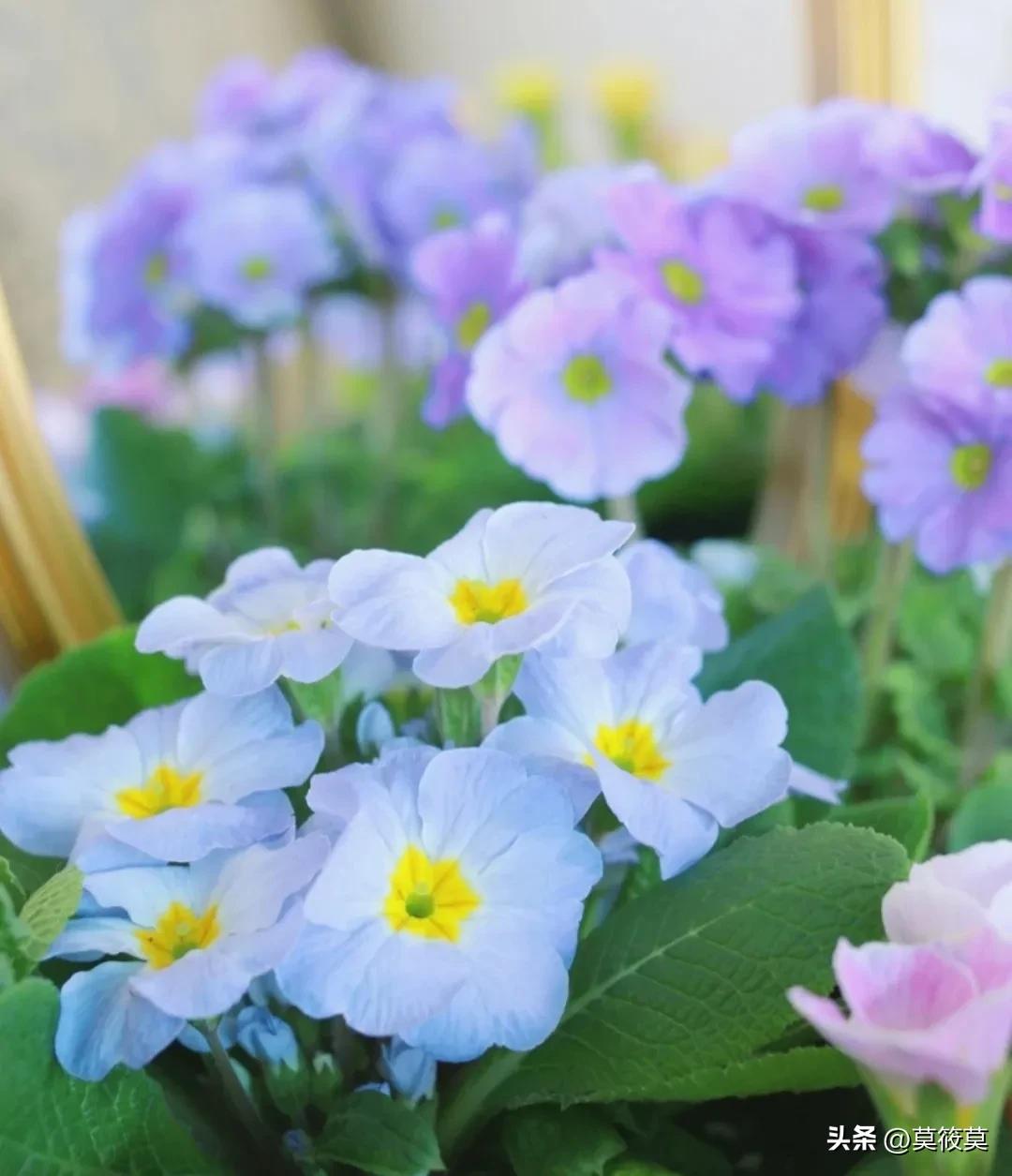 贵州省的省花叫什么名,贵州各个县的县花