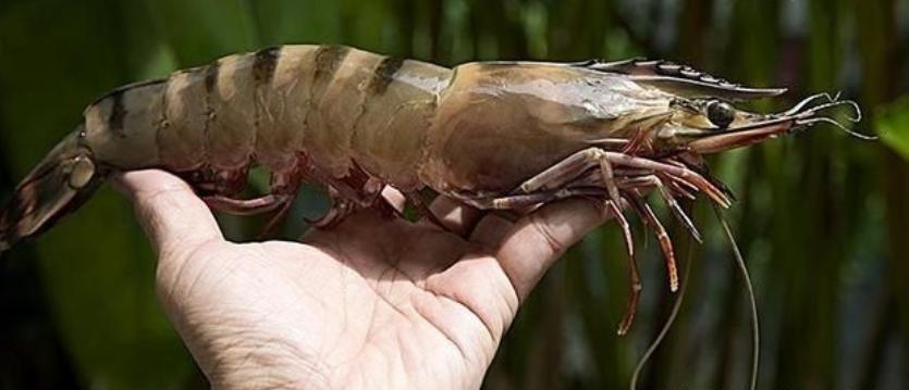 黑虎虾泛滥成灾美国再遭生物入侵,美国泛滥成灾的虎虾