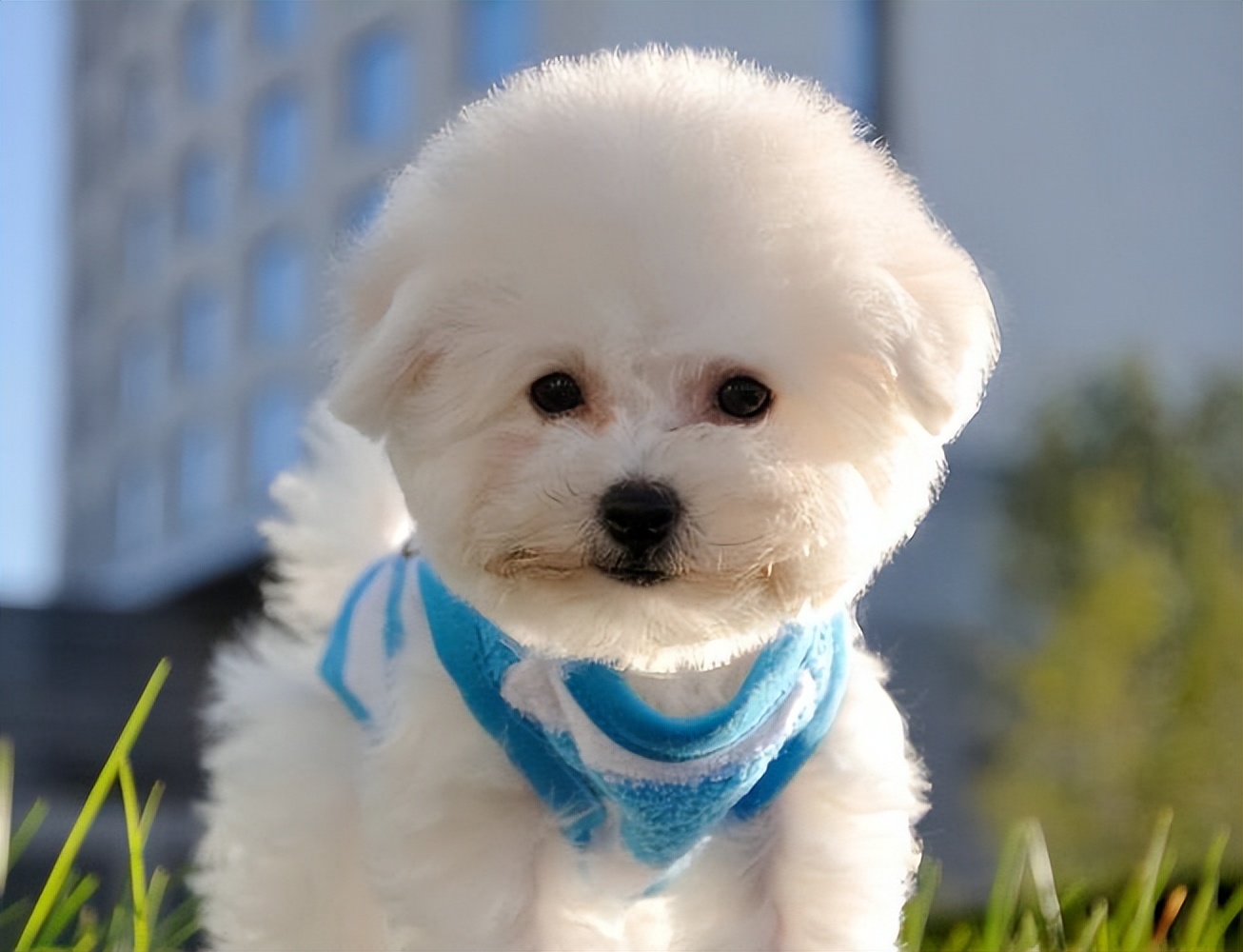 哪6种狗狗没有攻击性和不咬人,什么狗最乖最好养最好听话不咬人