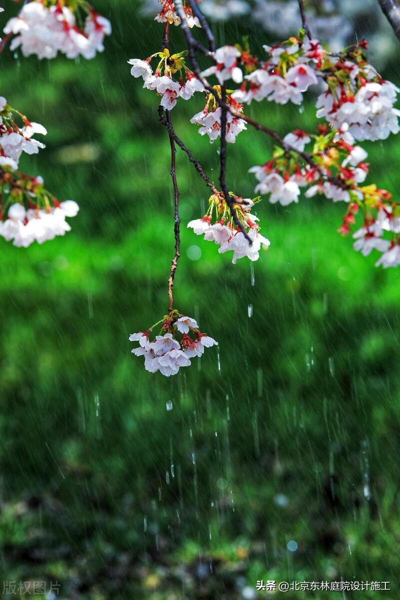 雨天怎么给植物光照,下雨天如何帮植物挡雨