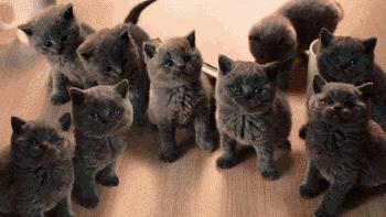 翻脸不认猫,成年母猫和公猫会打架吗