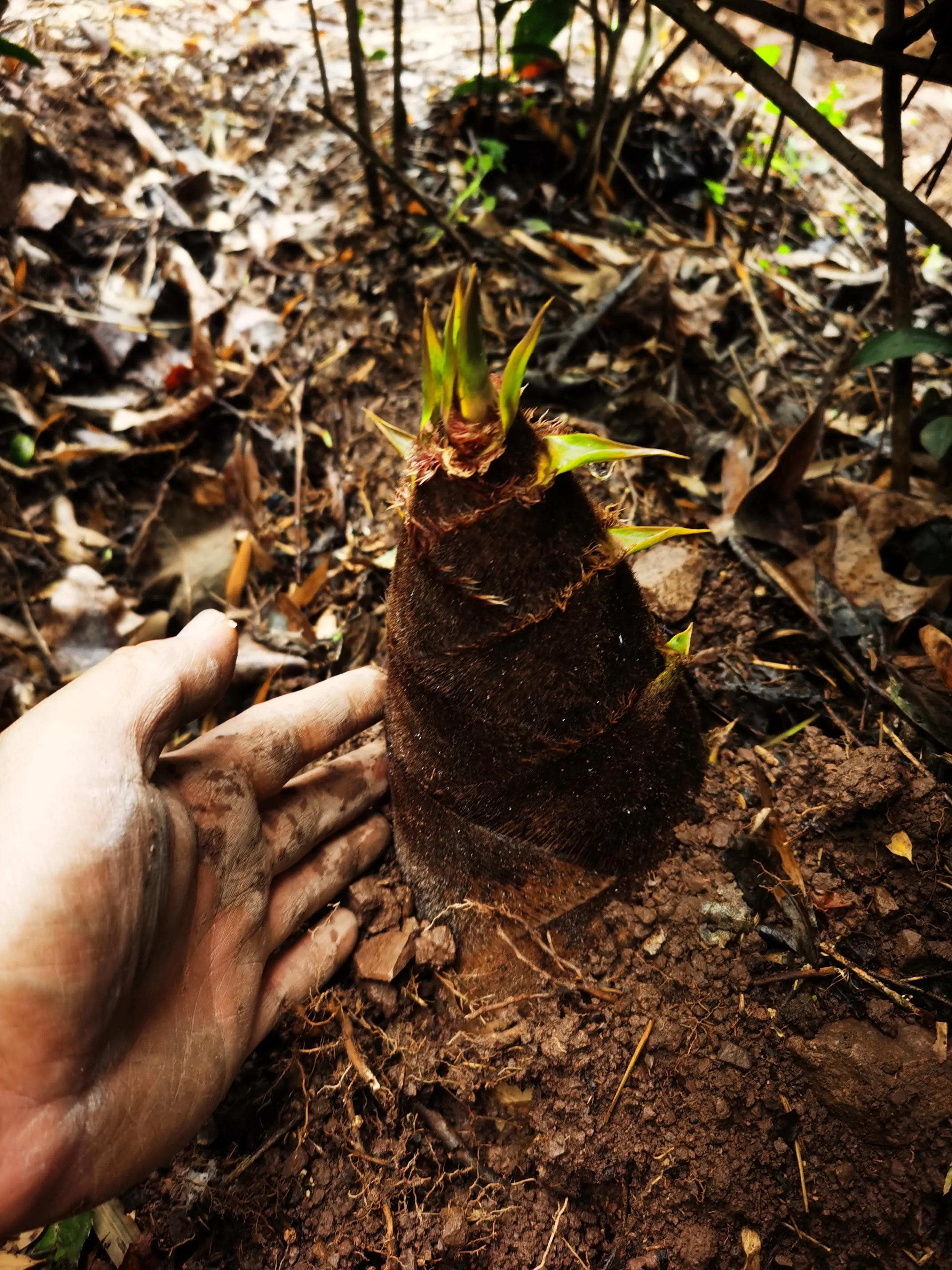 绍兴特产笋丝梅干菜的做法,绍兴特产笋丝梅干菜自产自销