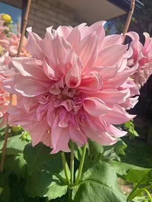 大丽花叶子发黄不开花怎么办,阳台养太阳花长不壮怎么办