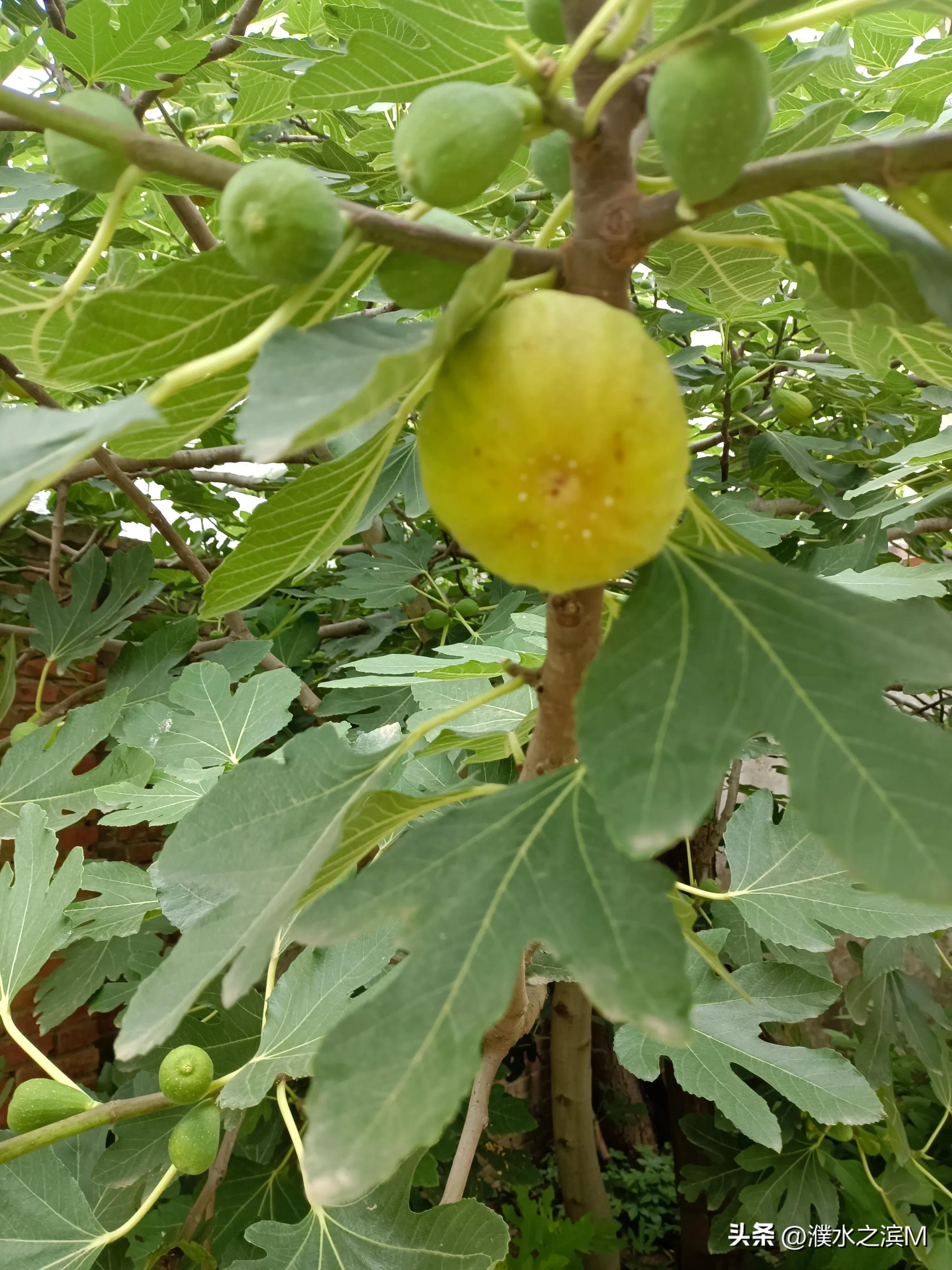 早市买包子,早市买股