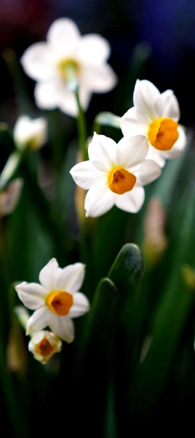 古诗词中的水仙花：飘零尘俗客再见水仙花
