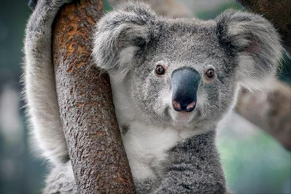 十大珍稀动物比大熊猫还稀有,比大熊猫还珍稀的十种动物