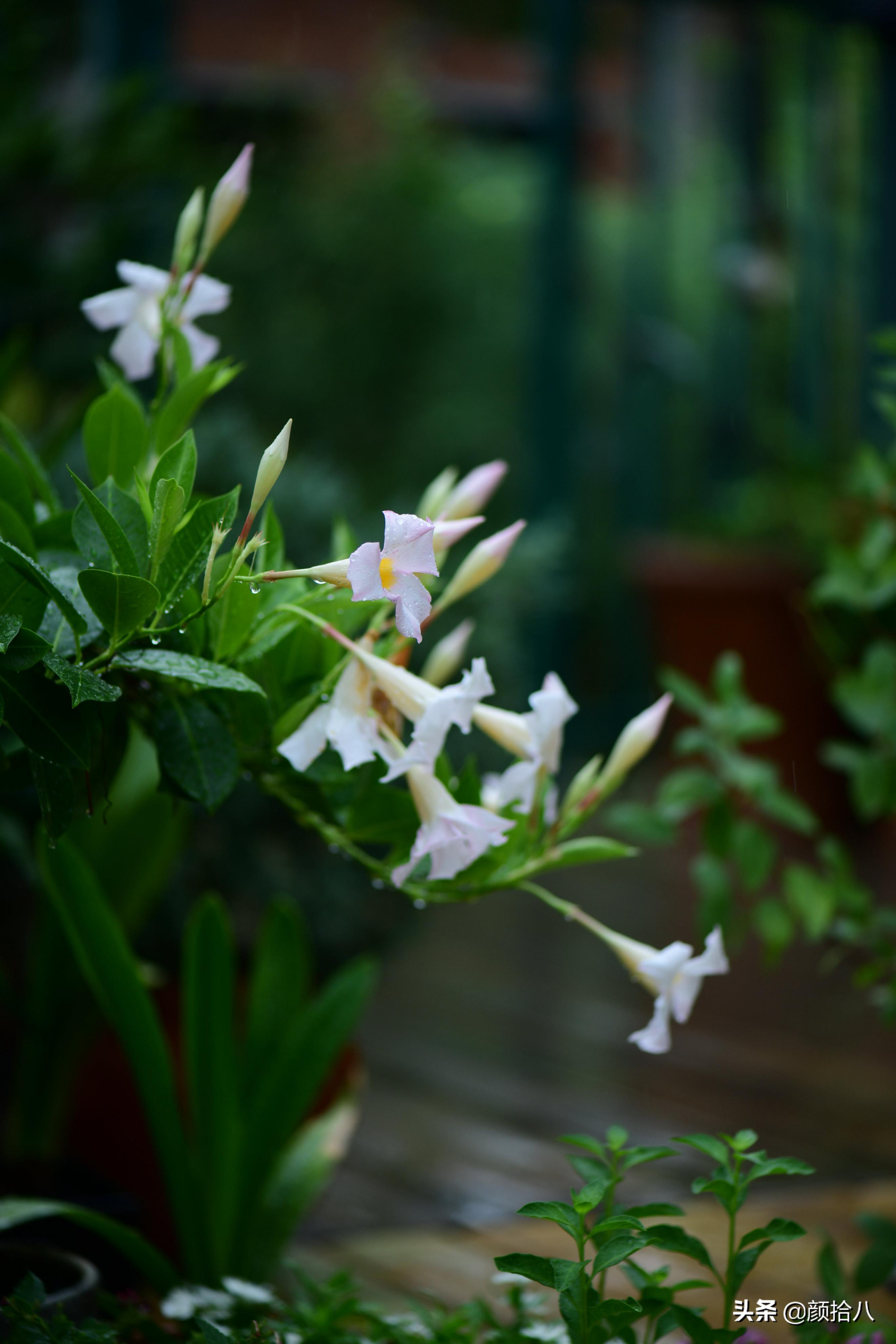 看到你的花园那么惨，我就安心了|园丁