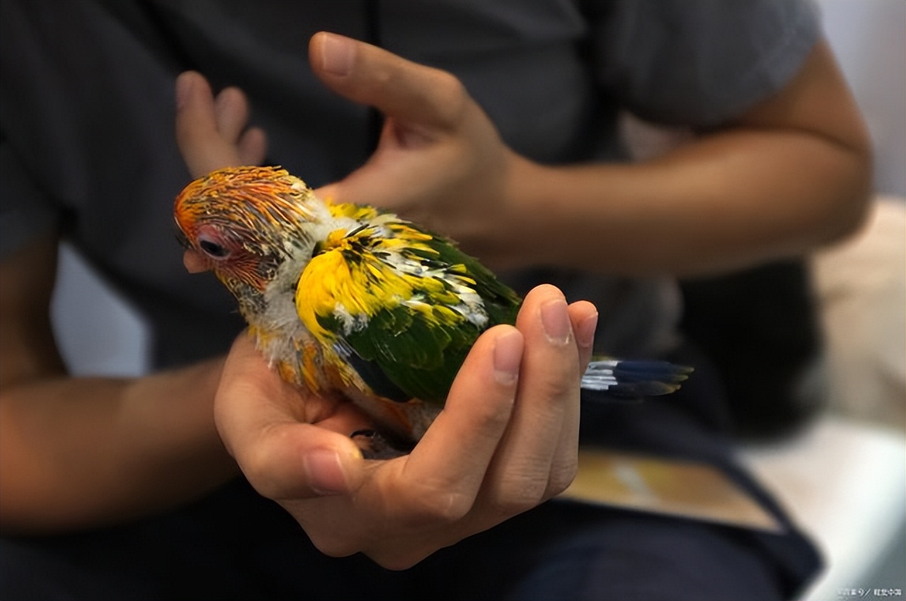 玄凤鹦鹉吃什么增重,玄凤鹦鹉怎么养增重更快