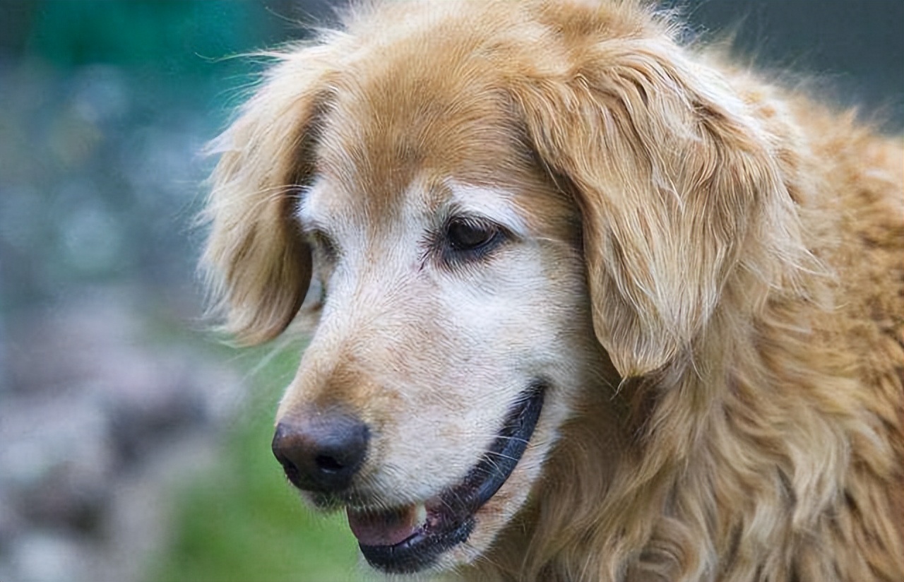 养狗这么久才知道，每次回家狗狗过来“闻”我，原来是“查岗”