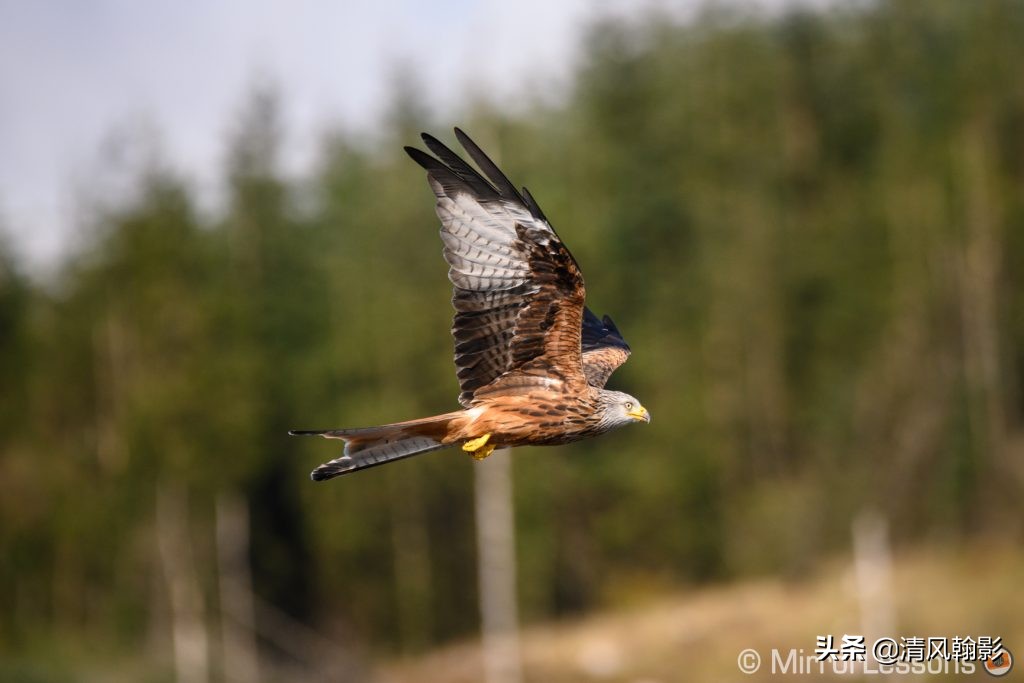 拍鸟用尼康d6好还是z7ii好,拍鸟买r6还是r5