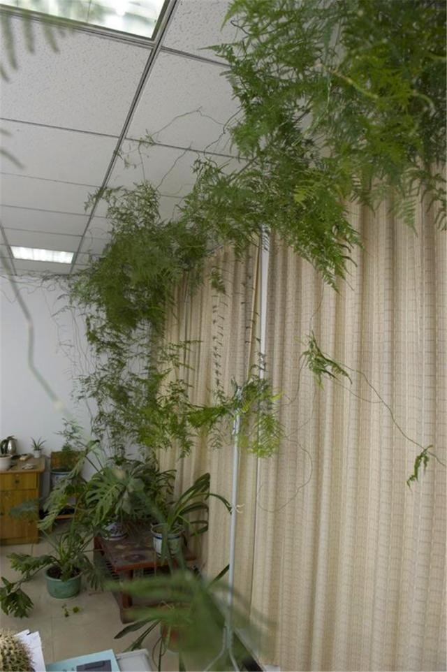 绿萝和文竹可以用缓释肥吗,绿萝富贵竹黄叶卷边茎细怎么办