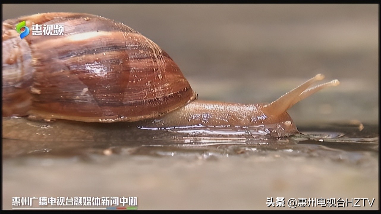 非洲大蜗牛出没雨后要小心